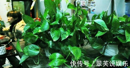 养花|花店老板说往绿萝君子兰盆里塞点它，叶子黑亮，疯狂开花！