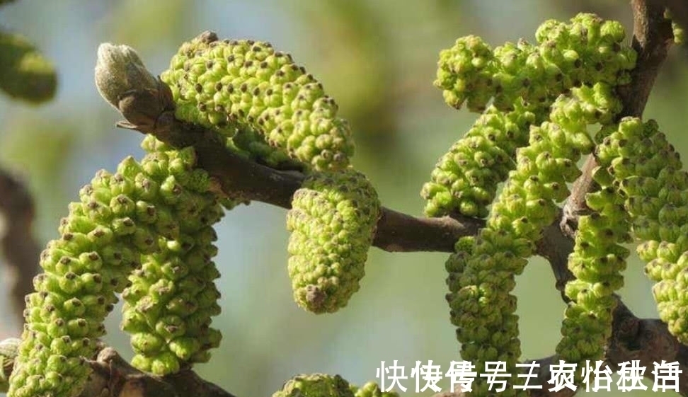 山区|这种植物人称“长寿菜”，城里很难吃到，在山区却是一道家常菜