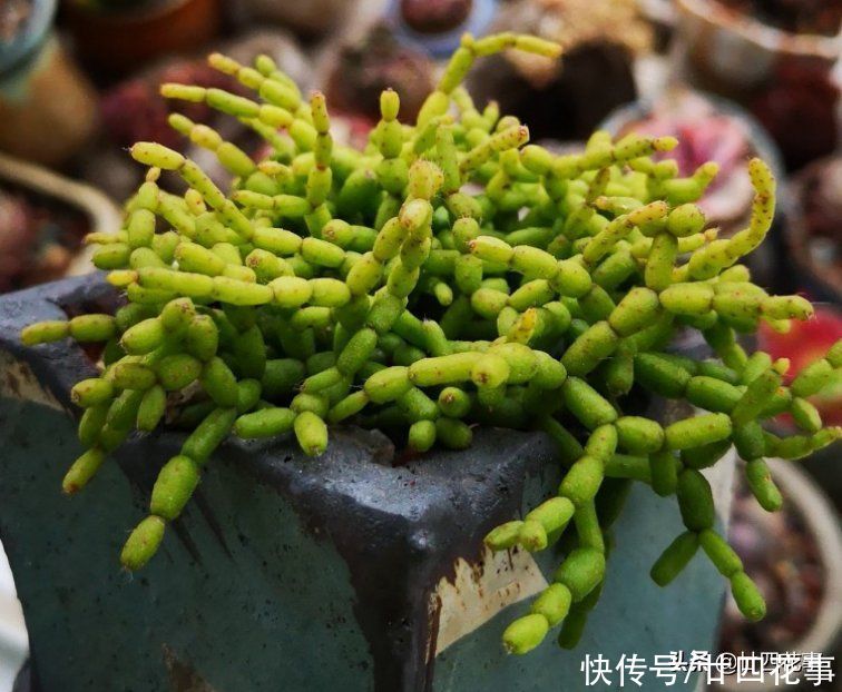 冷门|不怕夏天的冷门多肉，越喷水越水灵，光照不好也能养，可爱又皮实