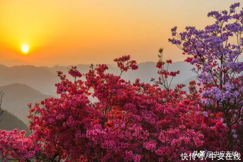 五一来安徽，赴一场山花浪漫之约|玩转皖美五一 | a8705