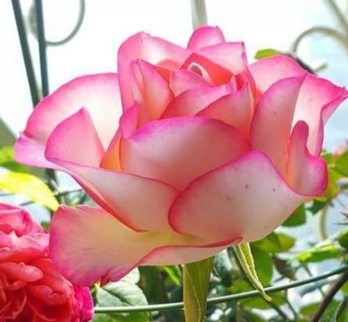 飘香藤|3种花深受花友的喜欢,沾土就能活,开花就爆盆,不易生病好养护