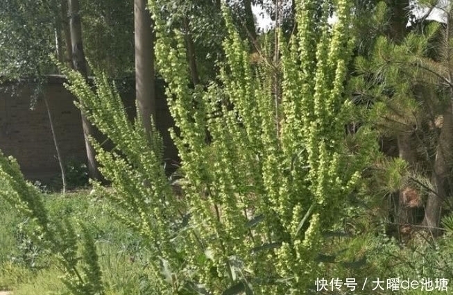 农村|农村一种比醋都酸的野草，人称“山大王”，是好药材见着得珍惜