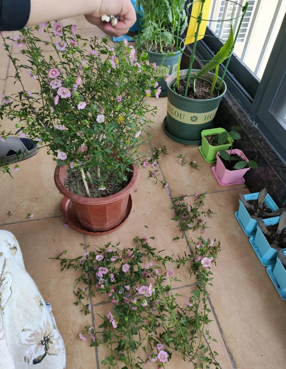 3种花,开败后狠心剪个秃头,下次开花会更猛!