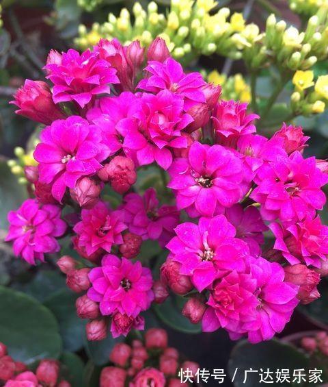 进入秋季，给长寿花做错“1件事”，花期推后，甚至不开花