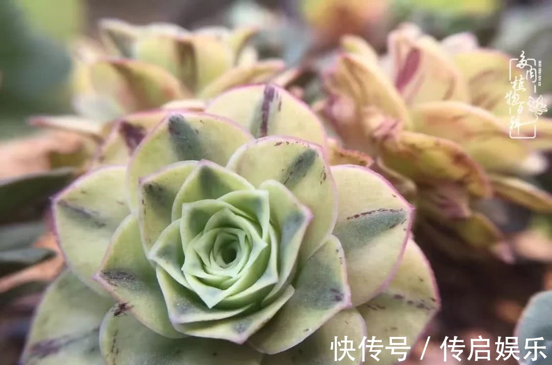 科普“山地玫瑰锦”万中无一,仙气缭绕!附养护知识!