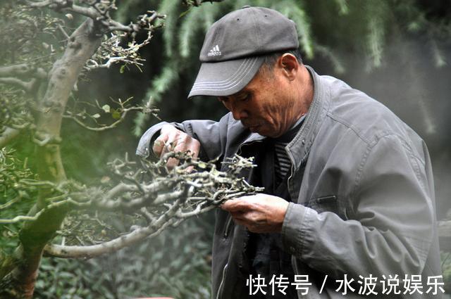 要点|秋天盆景养护，4个要点，冬天冻不死，来年更值钱