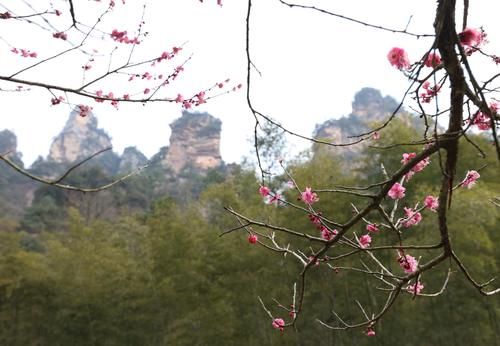 潼南|赏梅黄石寨,踏春正当时