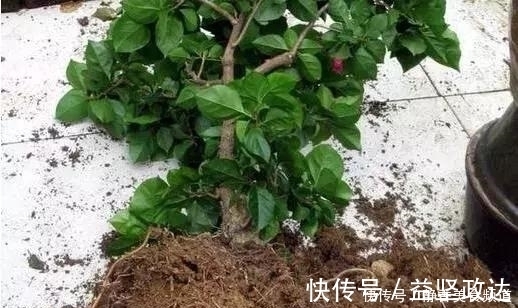浇水|花卉换盆时，这些没做好，就等于白换了