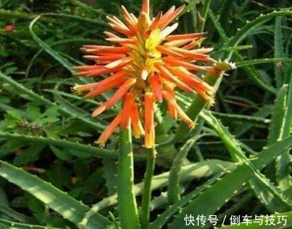 6种花,随便养一盆,空气清新“病菌”少!我就养6盆,对家人好!