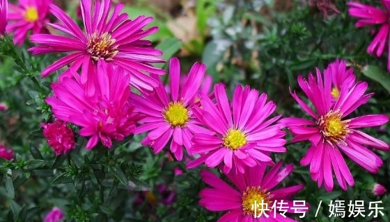 初学者|新手养花，不如养盆花中精品“徐妃醉妆”，花姿卓越，花繁叶茂