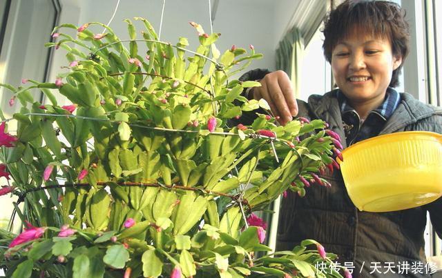 开始养蟹爪兰,教你4个方法,叶尖早早冒花苞,开花多