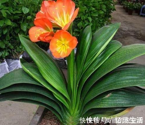 观叶|喜欢养花就选此3种，既漂亮又好养，在家赏花观叶不犯愁