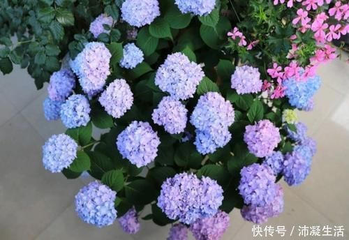 蓝色|怎样让绣球开出蓝色花朵?绣球调蓝需给它做2件事