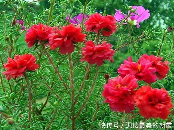 3种“网红花”,一点不娇气,沾土就泛滥,气质还高大上