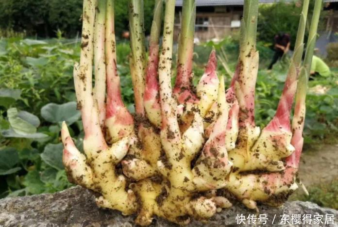 阳台盆栽生姜,简单4步走,叶绿当花赏,不用再去买,自给自足