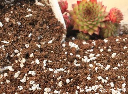 如何养好“多肉”免费教你一招“多肉”养殖技术!