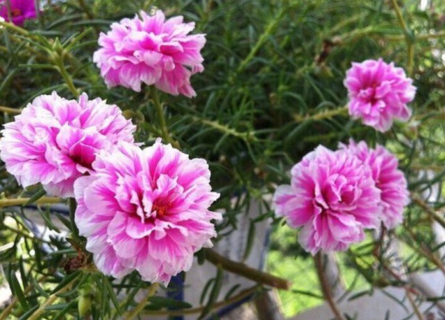 “5种花”掐个枝就生根，好养漂亮，尤其第1种，插土里就开花！