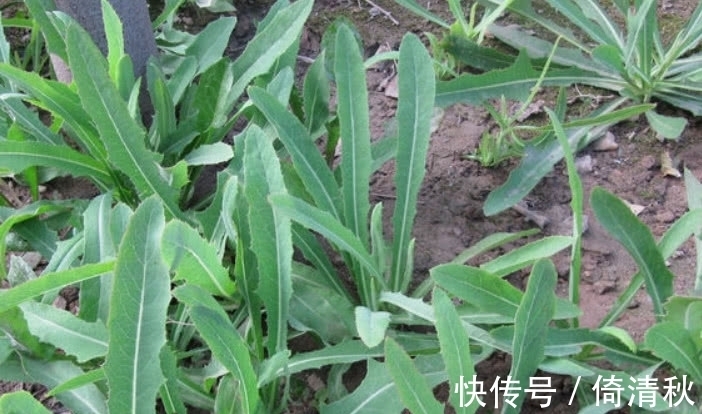 野菜|农村人人识的一种“野草”，它能吃还是好药材，价值宝贵如今稀少