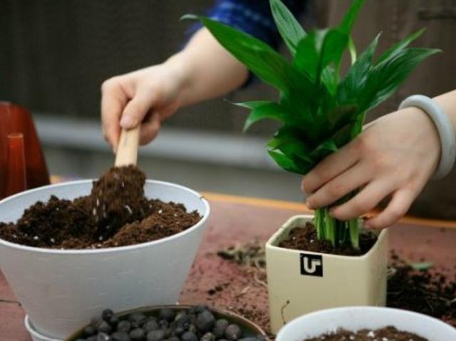 营养|养花盆土易板结，挖个“小坑”巧解决，营养又透气，两年不用换盆