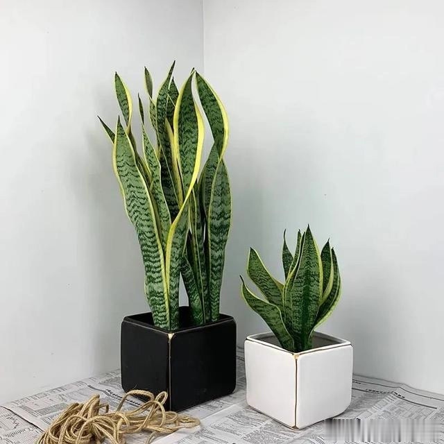 夏天这8种花不用买，叶子丢进花盆里，嗖嗖长白根