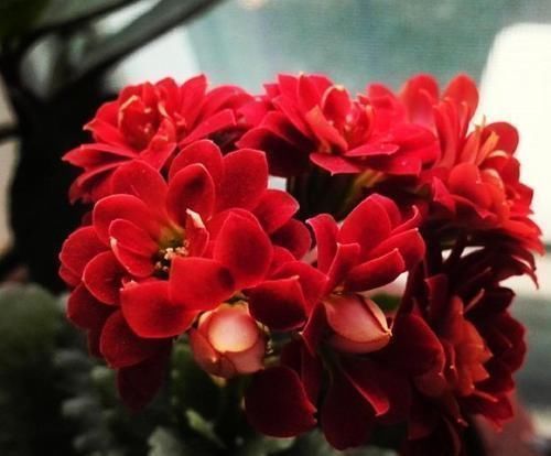 黄叶|家里的这“2种药”,用来浇花,再也不担心黄叶烂根