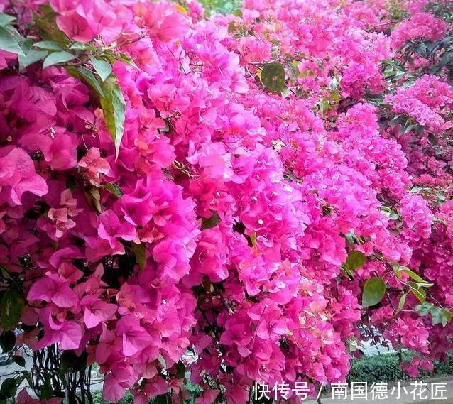 三角梅|喜欢养三角梅，不要错过此6个品种，开花真的太勤了