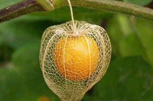 去农村看见这种野果子要记得采摘,可以抗衰老,价值很高!