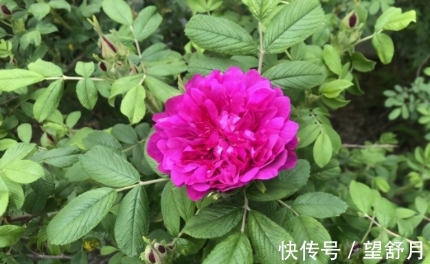 6月29日生日花 6月29日生日花