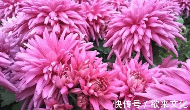 半蔓性|“珍稀菊花”胭脂红，花团锦簇，淡雅秀丽，庭院养花必备