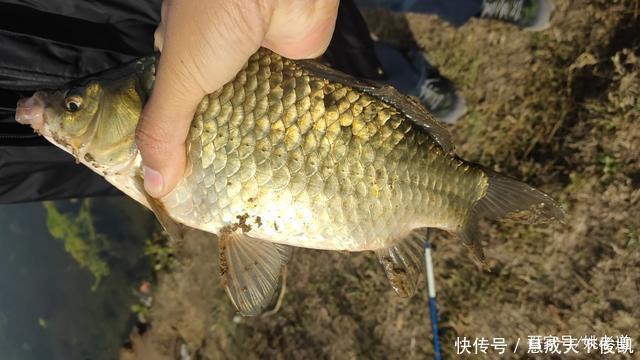  小时|冬季钓浅水，要求相对苛刻！然则条件一旦符合，可连竿上鱼两小时