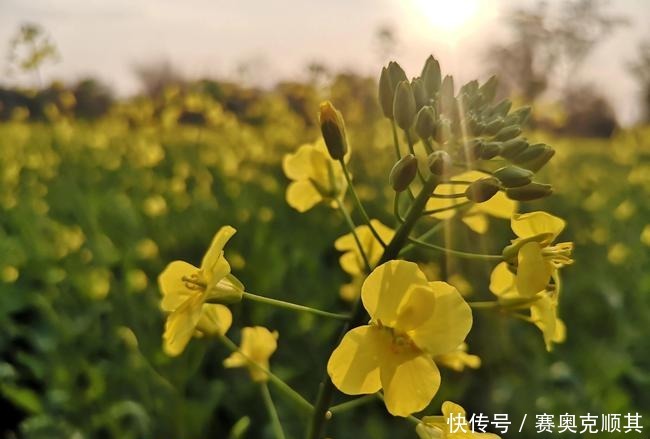 老年|初春的南方己是花花的世界了，春意盎然看美成啥样了？