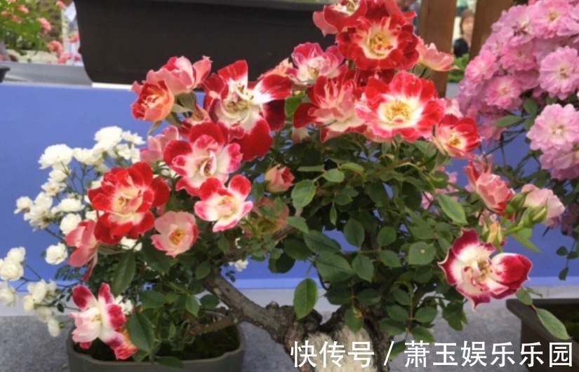 抓住这3点，养微型月季“小画家”，枝叶密密麻麻，花开数不尽