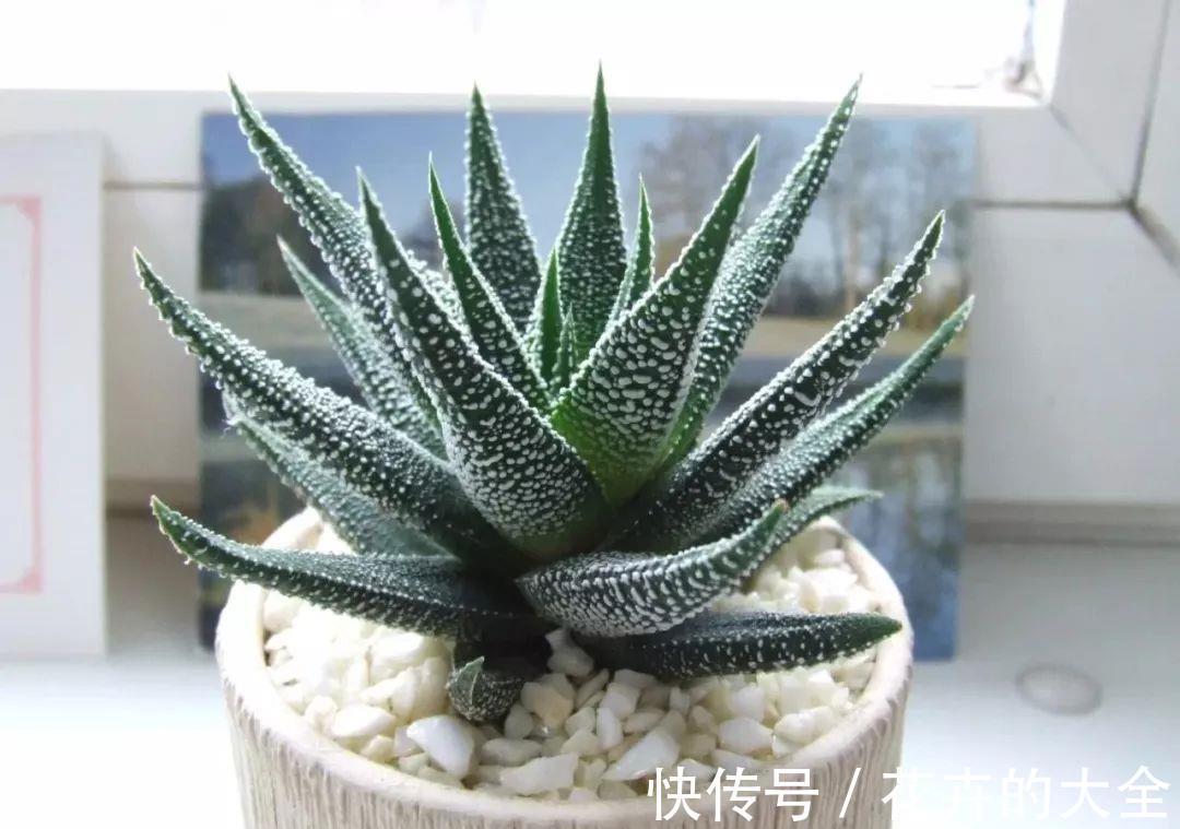 芦荟|夏秋温度高,养芦荟怎么规避黄叶落叶?满足这些条件