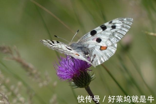 财神|上有财神，下有贵人！8月好运进家门，手捧金元宝，大富大贵