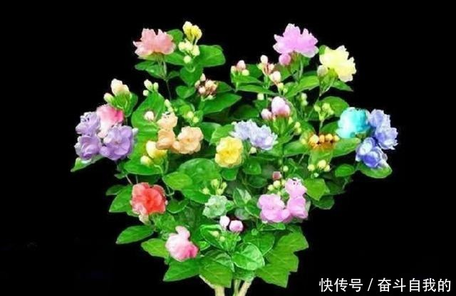 碰到这4种花再漂亮也别买,因为花钱买回来只会给自己“添堵”!