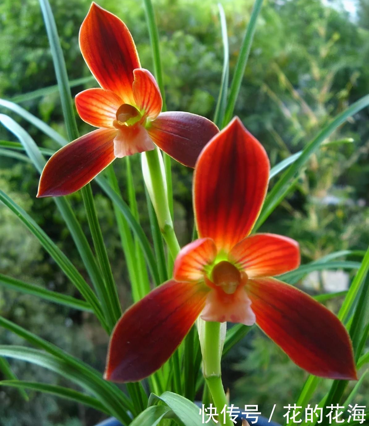 此兰曾多次获奖,花大色艳瓣型好,开品稳定,耀眼夺目,沾土就活