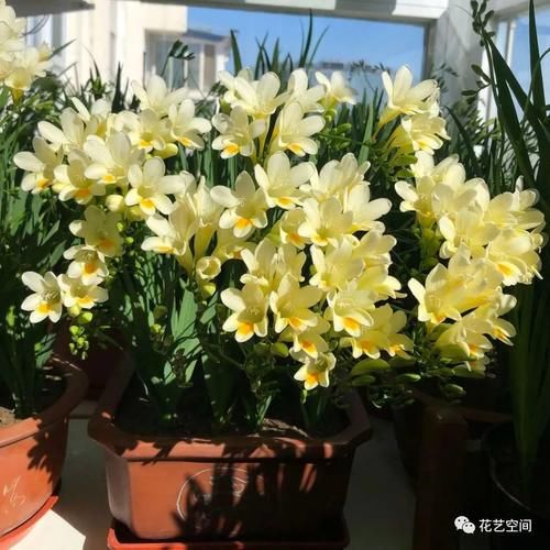 开春,买花小心“3个坑”,早知道早避免,少花冤枉钱!