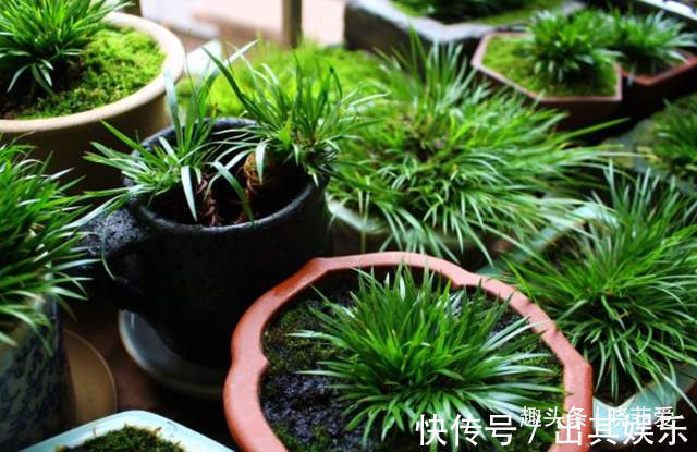 8种“喜水花”,不怕浇死了,越浇水长得越旺,手不勤养不活