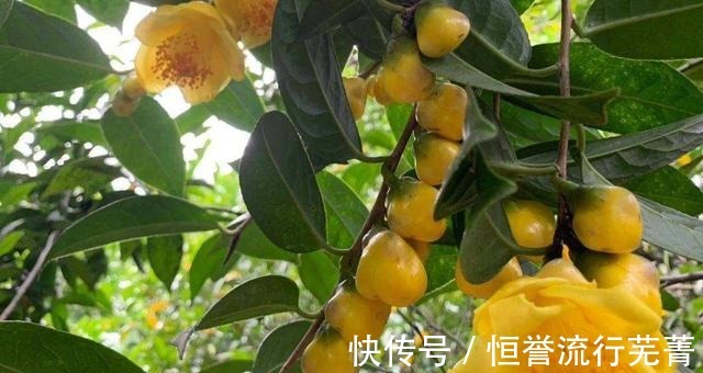 此茶花为我国独有，被誉为“植物黄金”，通体金黄，有钱难买到！