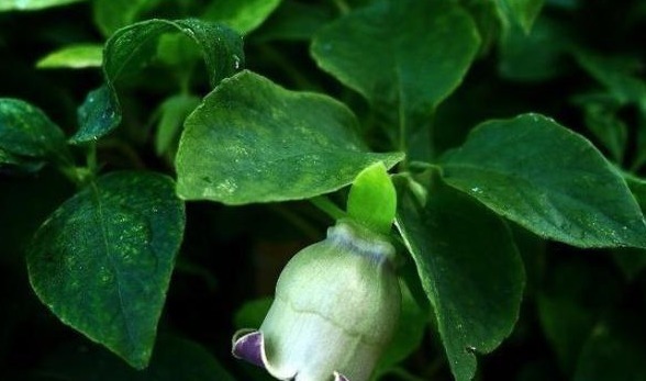 气血不足|一味中药材调理气血不足,而且能从病根的脾胃调理,还补肺气