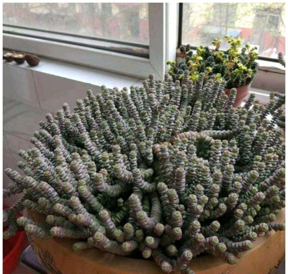 家中养就3种花,名字带“钱”寓意好,枝叶多,美观大气又好养