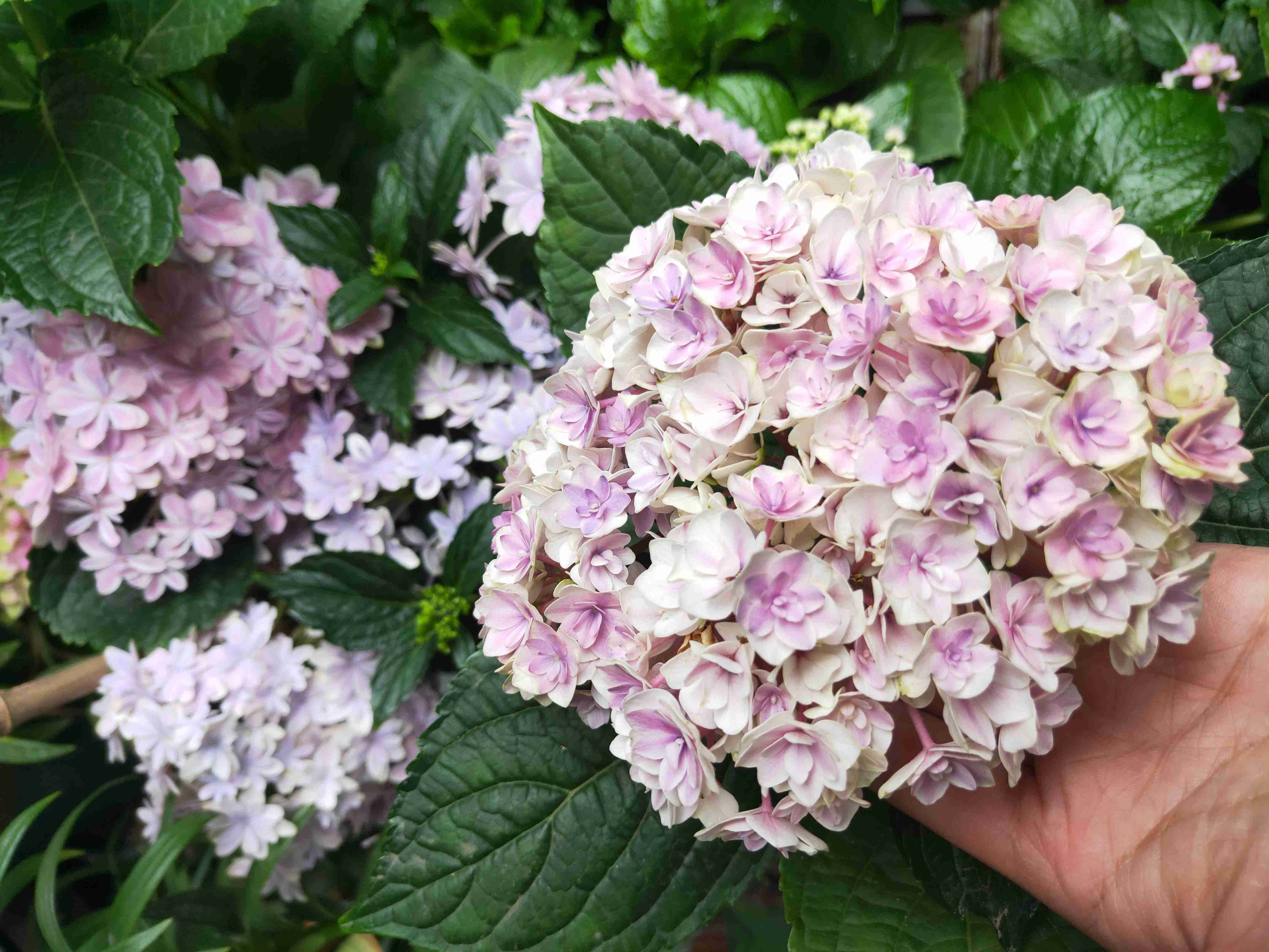 无尽夏|绣球花只会长叶不开花居然和修剪位置有关,剪对位置开花爆盆