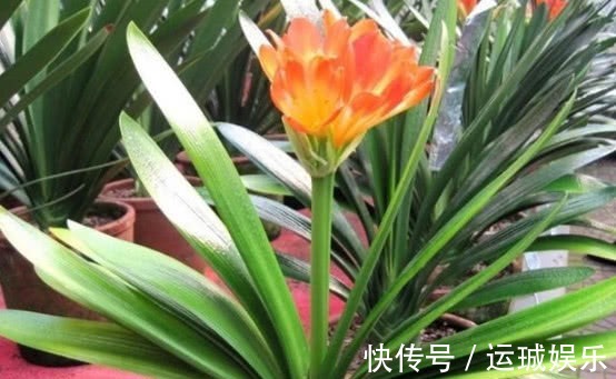 “一浇水”花就黄叶、烂根,学会3个方法,放心浇水,叶绿朵花艳