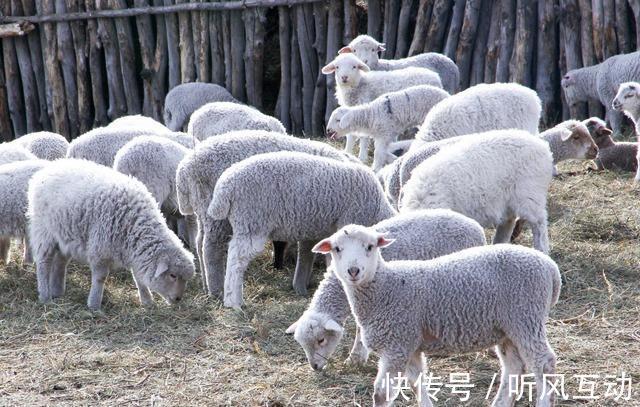 驴子!《聊斋志异》:巫师把女人变成驴,把小孩变成羔羊,却被偶然识破