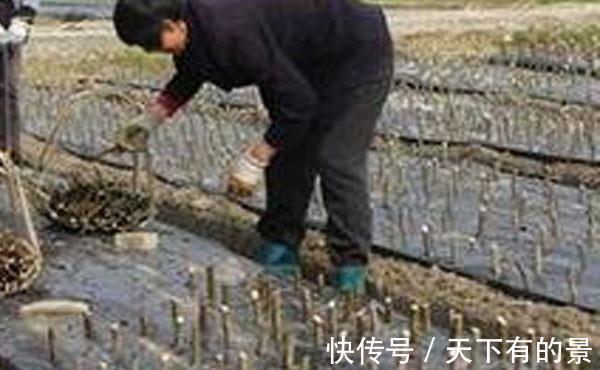 果树|为什么果树的枝条能扦插成活,不过有的人就插不活,估计是没做对