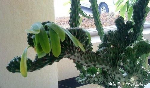 镇宅盆栽“玉麒麟”,做好4点长的旺又快,威武霸气“传家宝”!