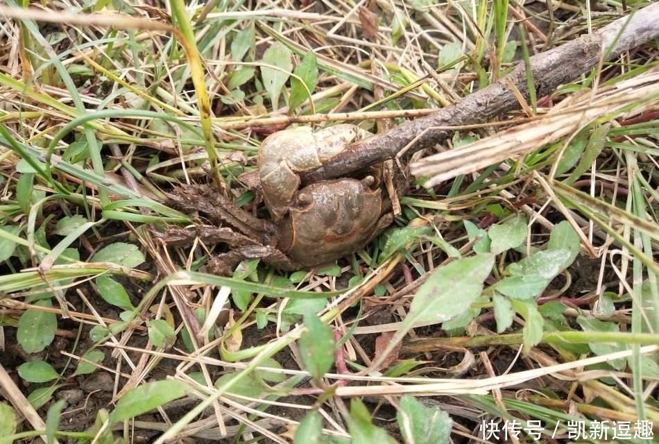 纯天然|芦苇底下的纯天然食物,营养价值高非常稀有,一个技巧就能抓到
