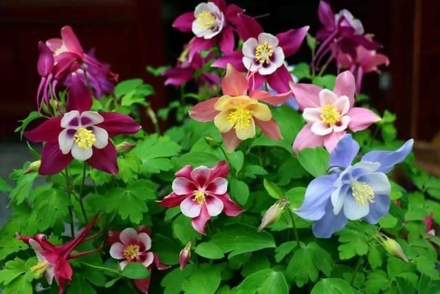 这花名字土掉渣,开花却特美,花期长达3个月