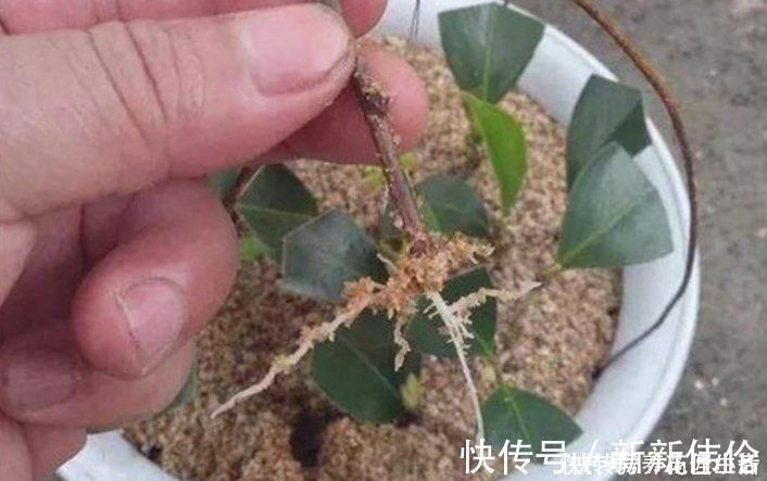 小黑飞|养花用“沙子”栽种，好处多多，告诉你它的4个使用“技巧”