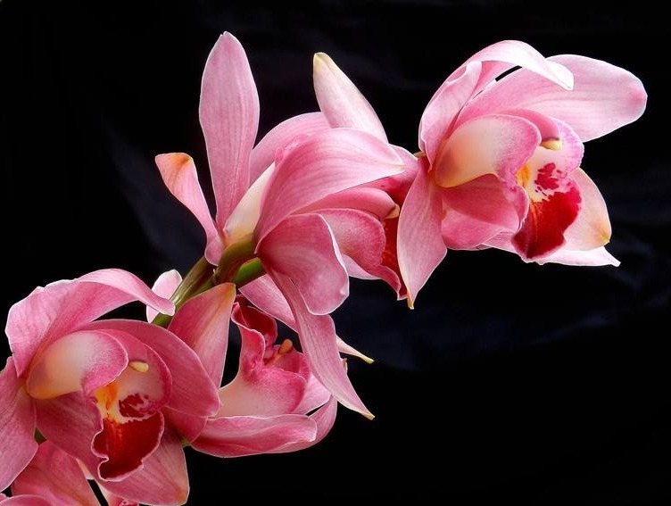 此花幽香典雅,多姿多彩的花色给人赏心悦目之感,寓意为高贵雍容